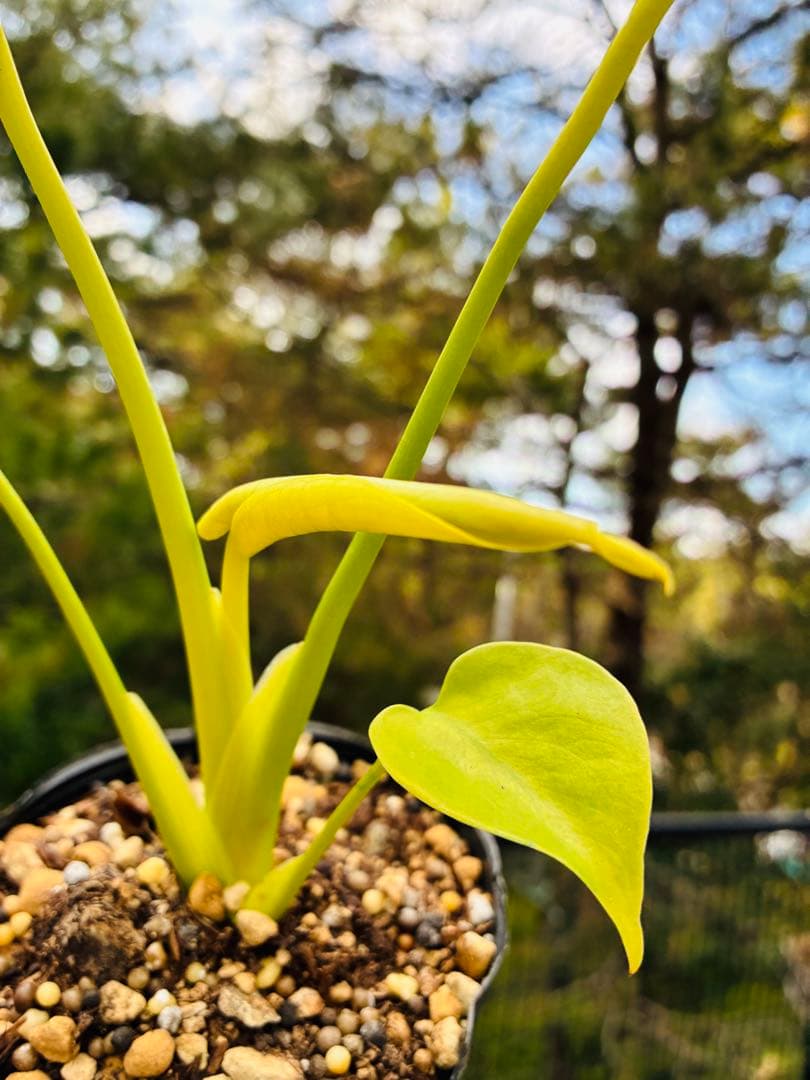 モンステラ　デリシオーサ ‘Triple Yellow’ 新種　黄金葉