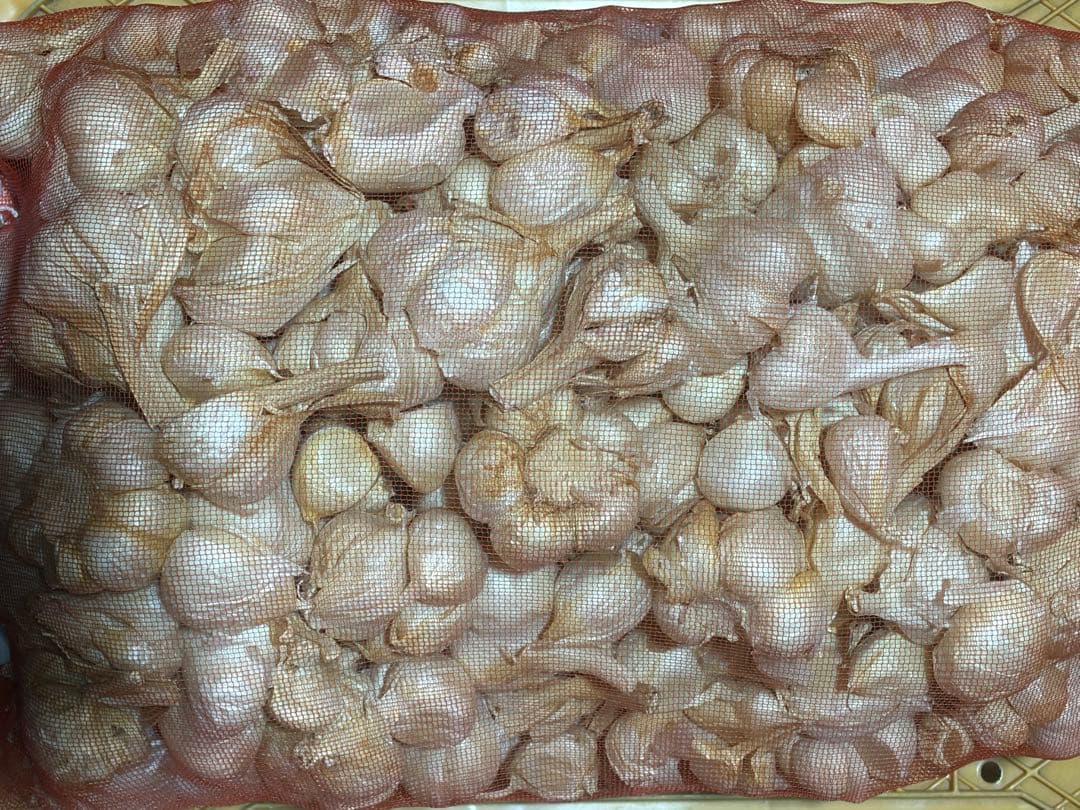 青森県産にんにく　加工　６ｋｇ