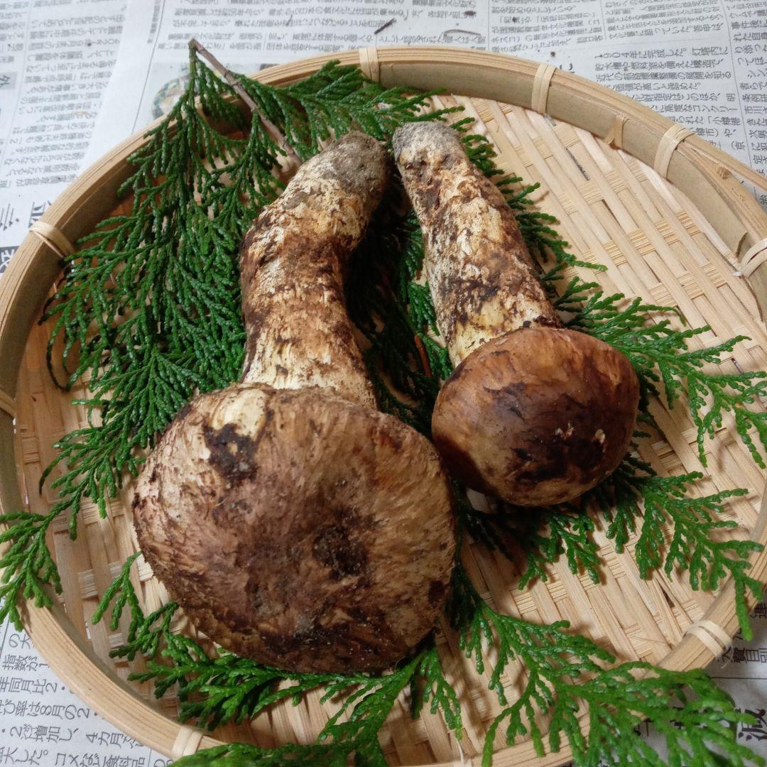 長野県産　松茸　167g　①