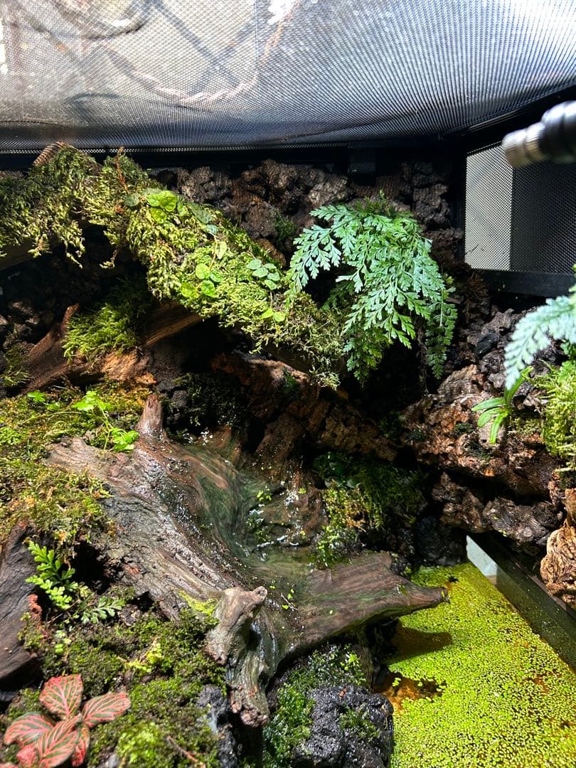 テラリウム　レイアウト品　イモリウム