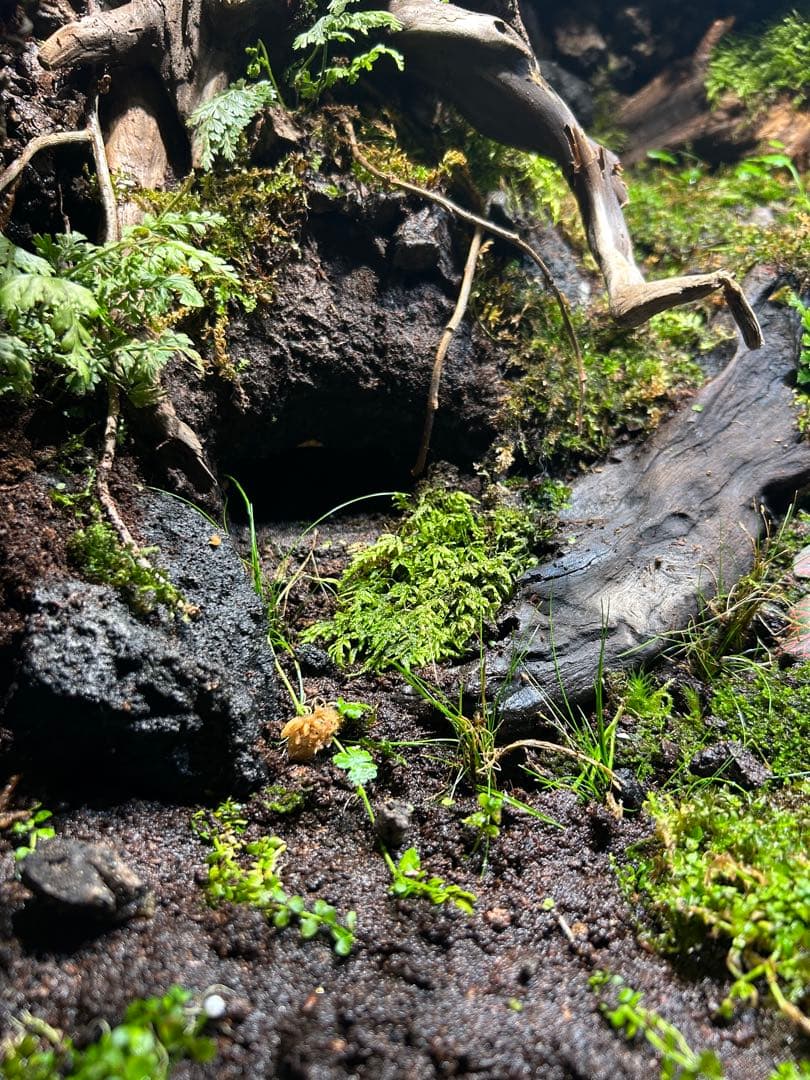 テラリウム　レイアウト品　イモリウム