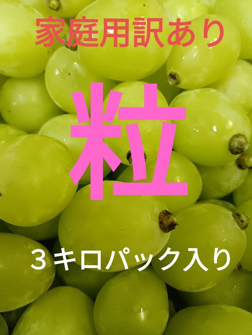 シヤインマスカット家庭用粒訳あり３キロ入りになります。