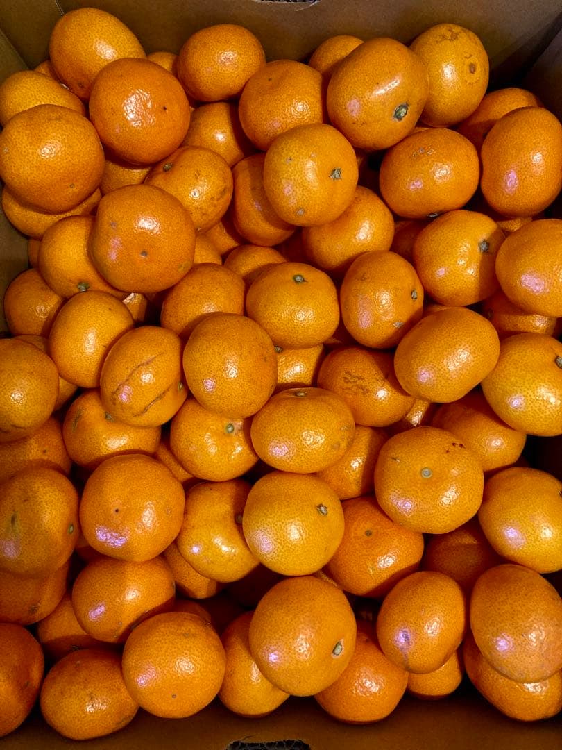 ④温州みかん 樹熟大坊みかん 優品(家庭用傷あり)2Sサイズ10kg