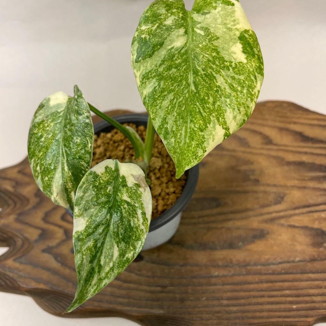 s*s様 L039モンステラ　デリシオーサ　レガシー　斑入り