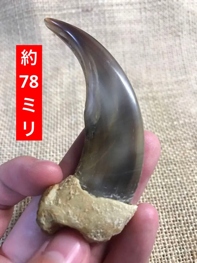 金毛　ヒグマ　巨大　爪　熊の爪