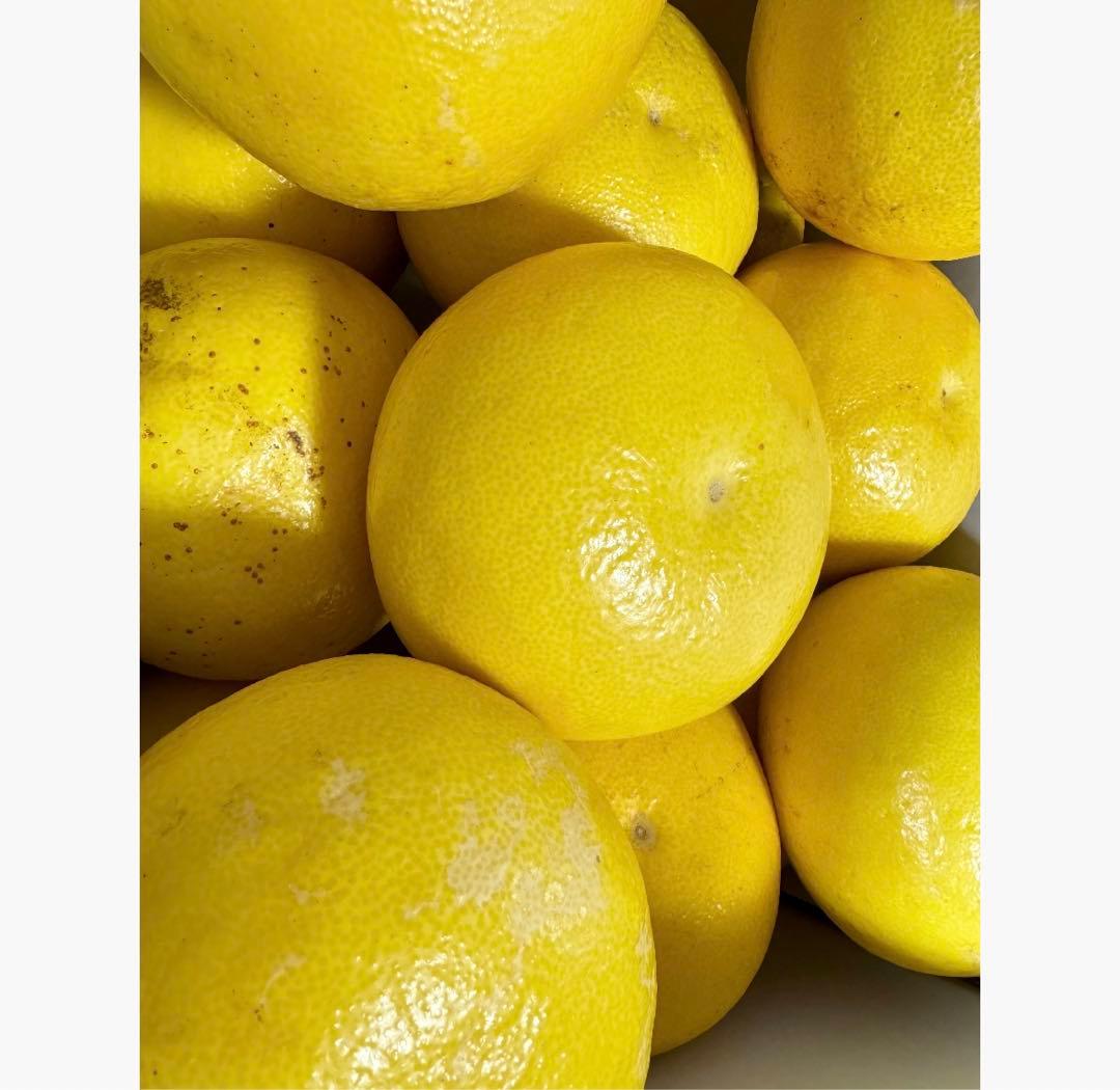 ㊷高知特産 露地栽培 土佐文旦 4L限定 文旦 約20kg 大玉 サイズ