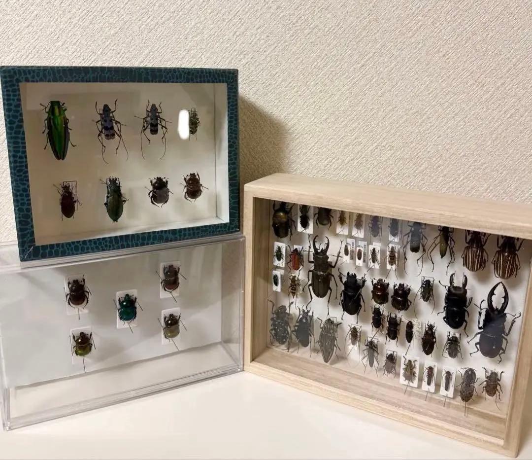 c*m様 日本産甲虫標本 多数セット