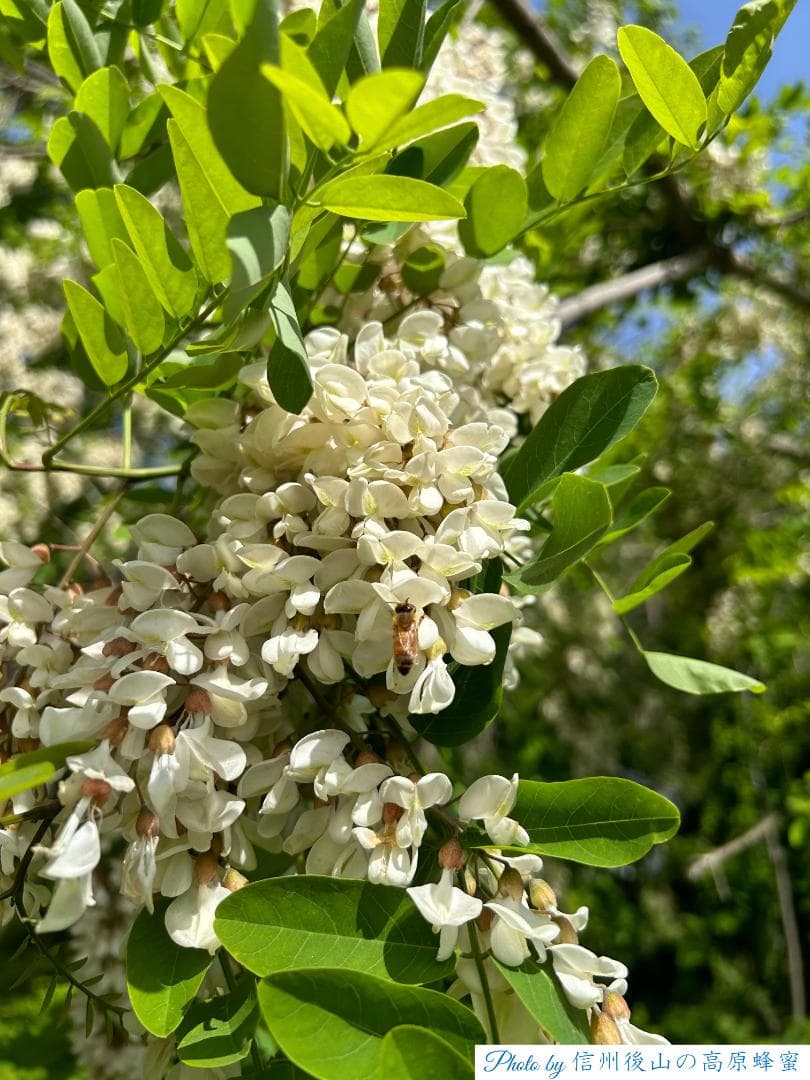アカシア蜂蜜 1000g 2本 国産蜂蜜 生蜂蜜 セイヨウミツバチ はちみつ