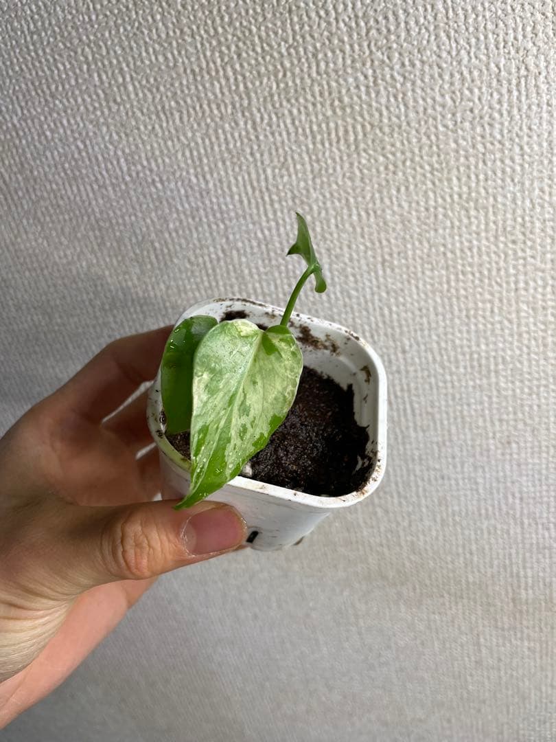 あ*ん様 モンステラ　デリシオーサ　バルバソー