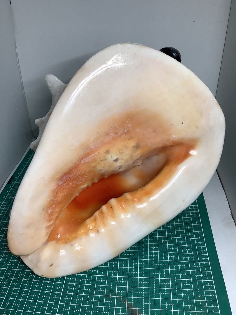 ヤフメリ33・トウカムリ・法螺貝・山伏・修験者・戦国武将・金峯山・羽黒山・縁起物