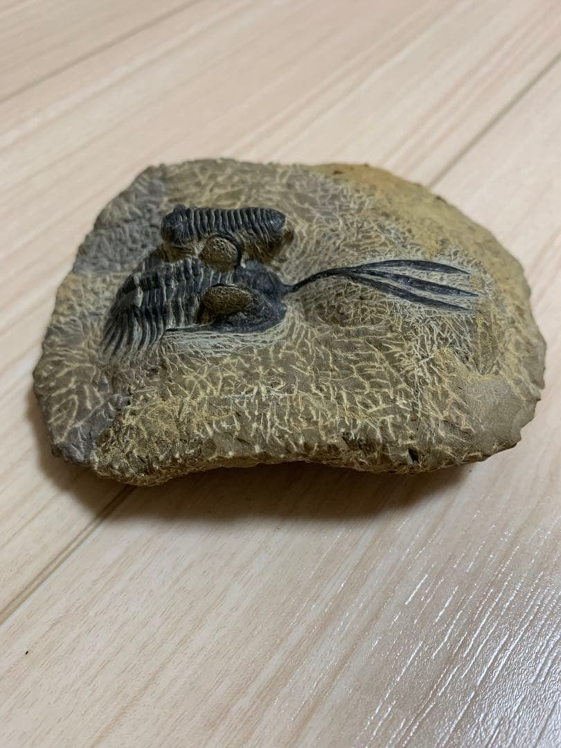 三葉虫化石　ワリセロプス　ロングフォーク
