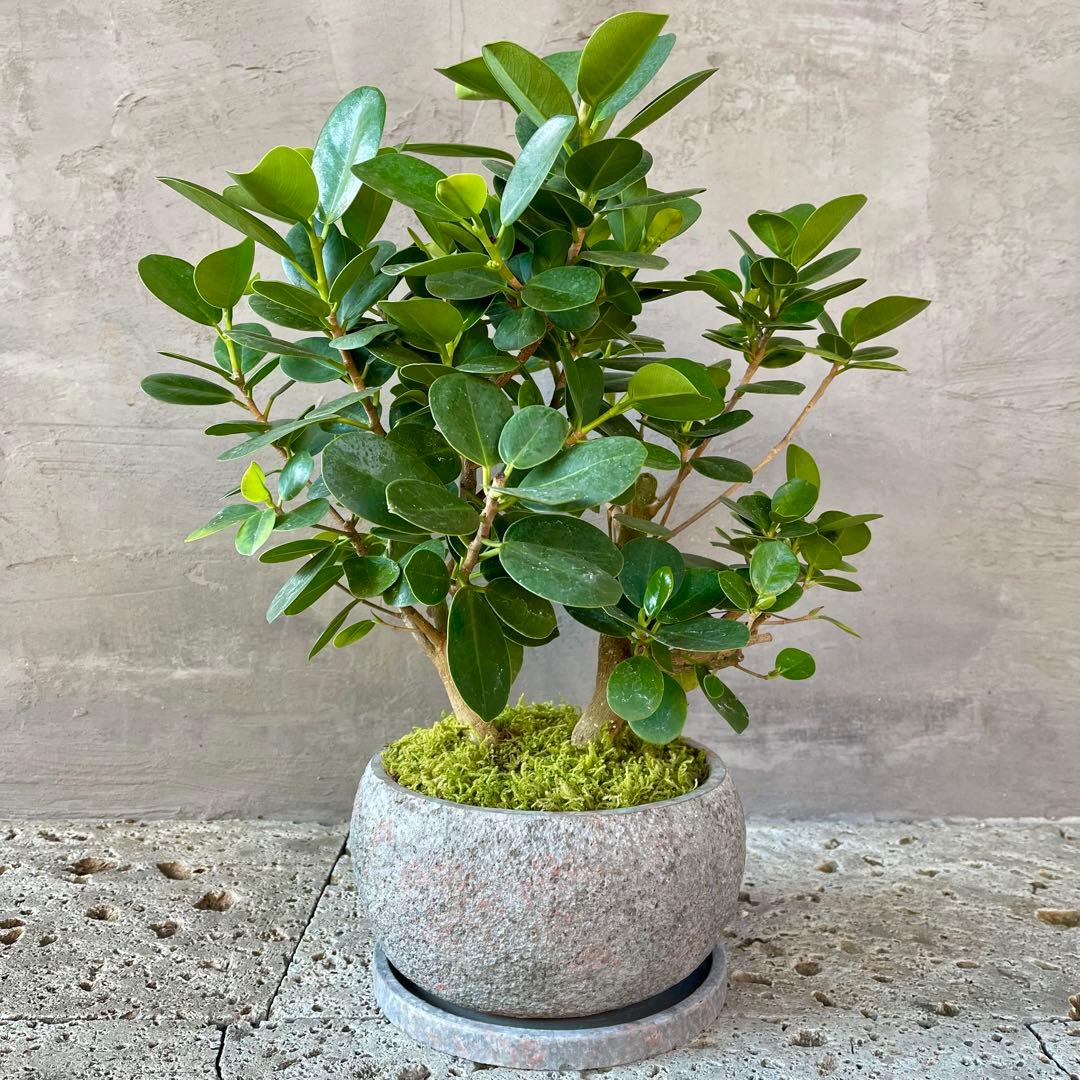 パンダガジュマル　天然苔　盆栽仕立て　陶器鉢　植え込み発送