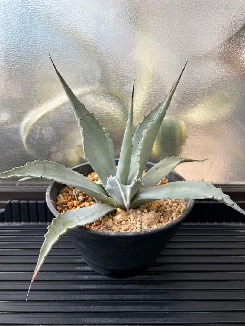 アガベ パリー ネオメキシカーナ F 実生株 約35cm鉢つき
